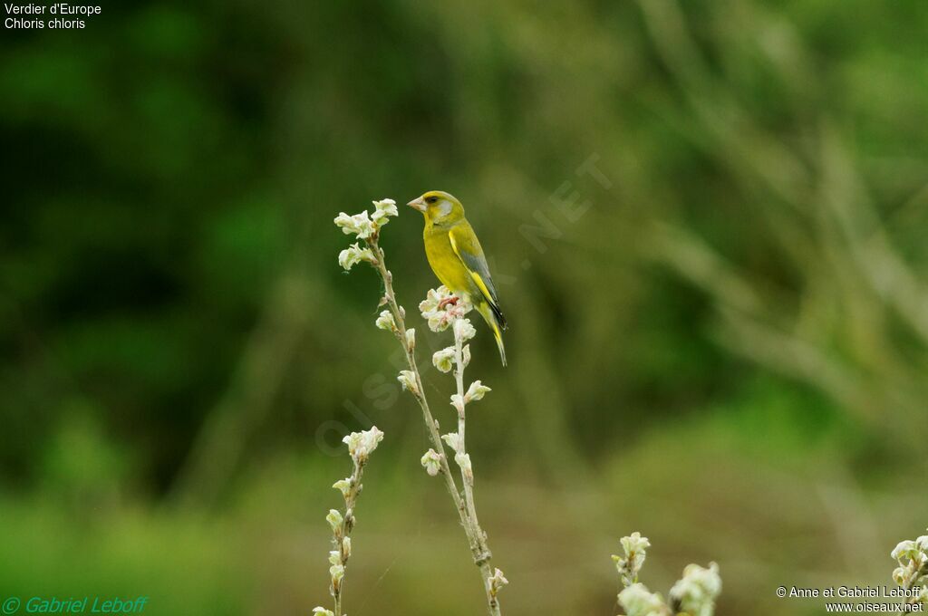 European Greenfinch male