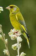 European Greenfinch