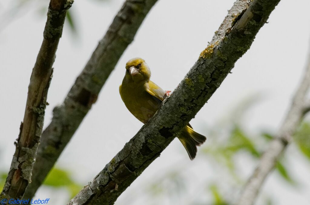 European Greenfinch