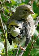 European Greenfinch