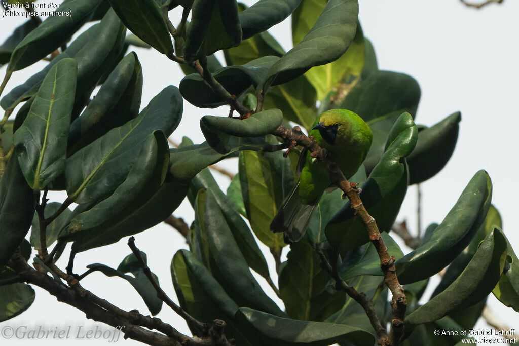 Verdin à front d'or