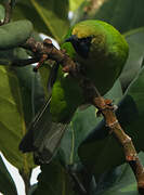 Golden-fronted Leafbird