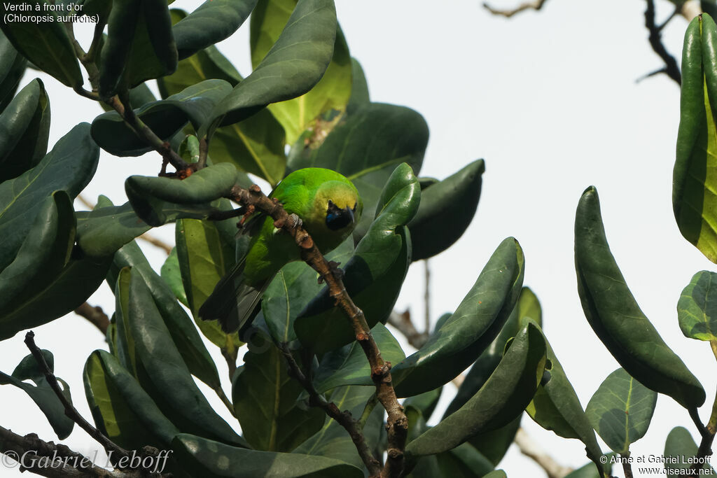 Golden-fronted Leafbird