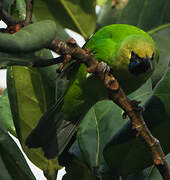 Golden-fronted Leafbird