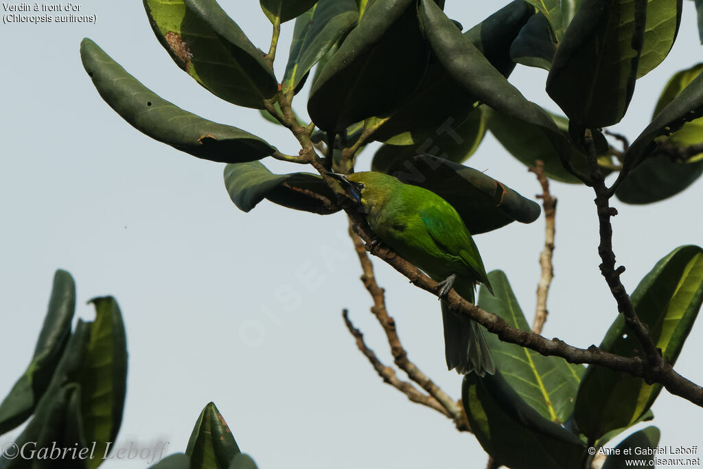 Golden-fronted Leafbird