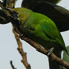 Verdin à front d'or