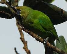 Verdin à front d'or