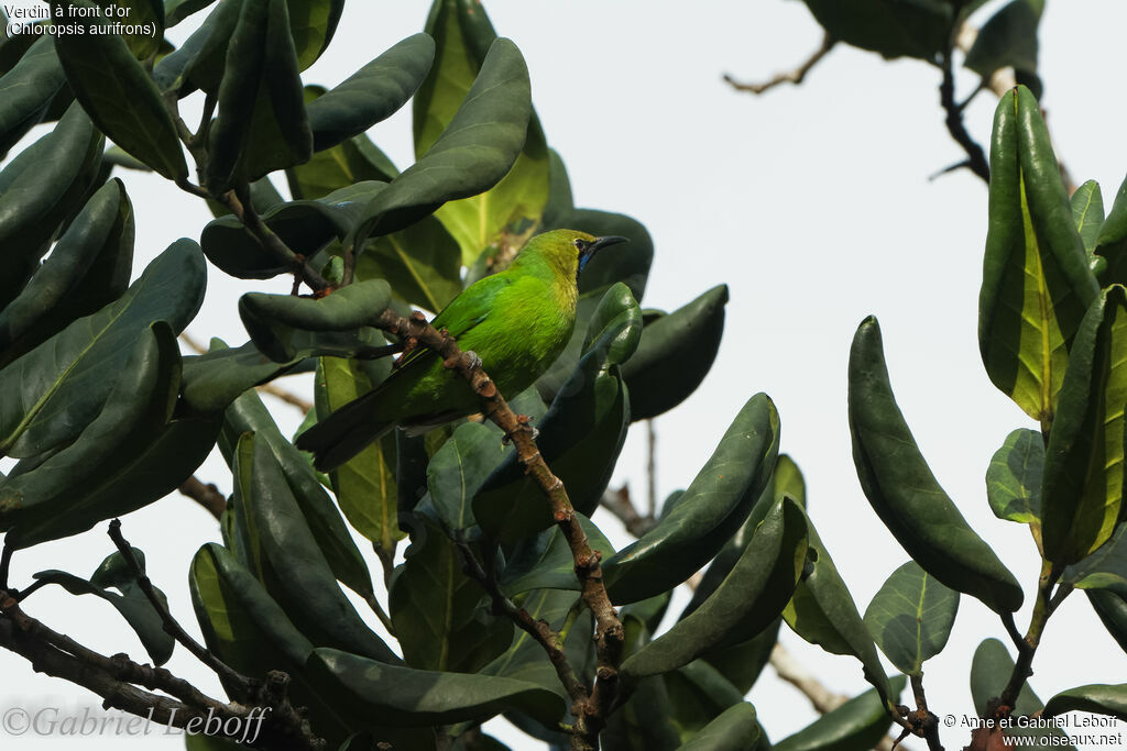 Golden-fronted Leafbird