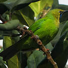 Verdin à front d'or