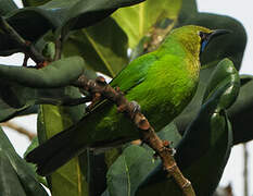 Golden-fronted Leafbird