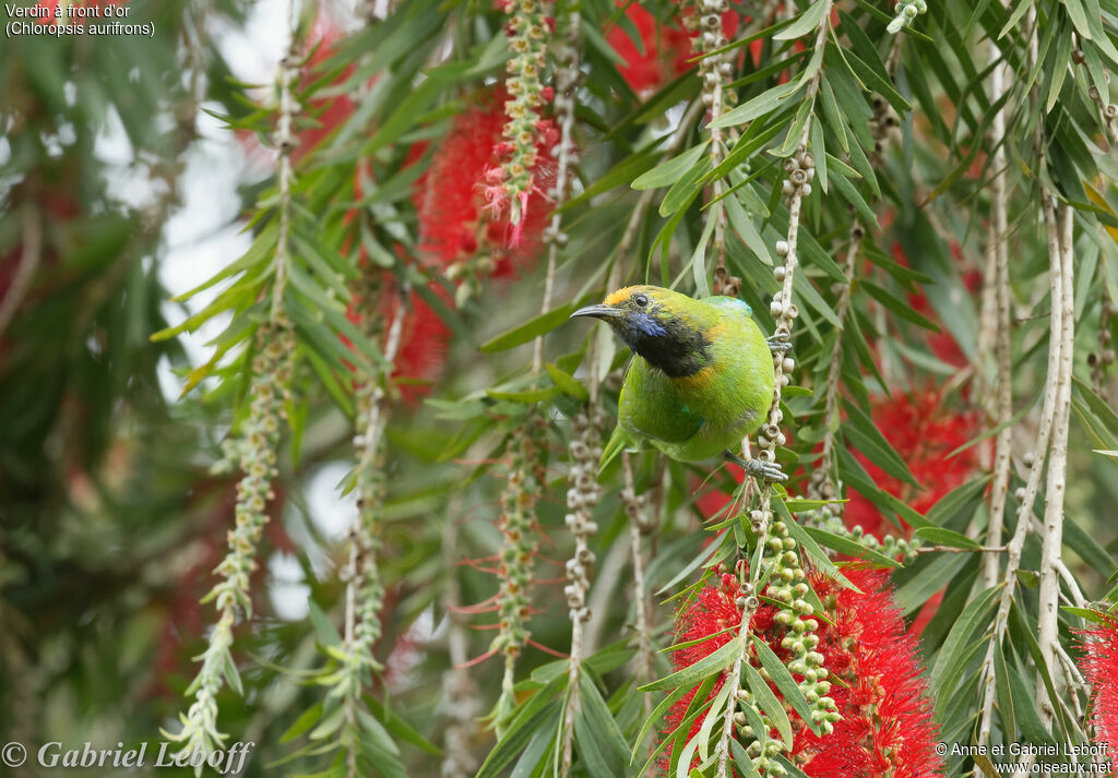 Verdin à front d'or