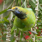 Verdin à front d'or