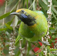 Verdin à front d'or