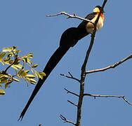 Long-tailed Paradise Whydah