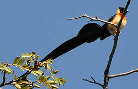 Long-tailed Paradise Whydah