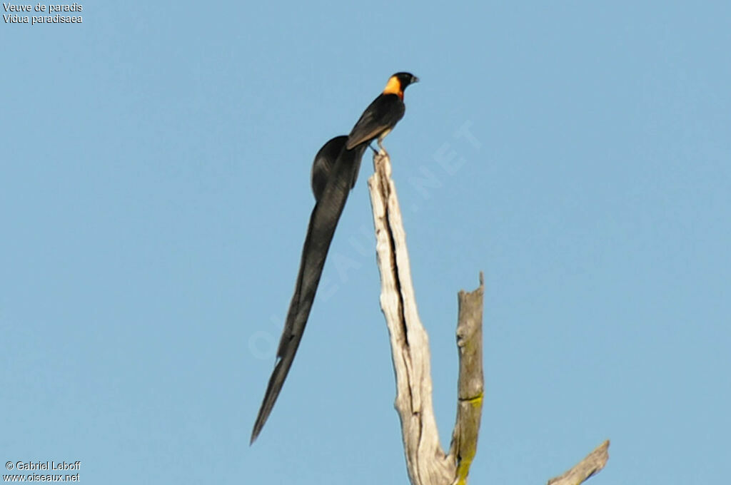 Long-tailed Paradise Whydah