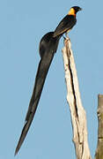 Long-tailed Paradise Whydah