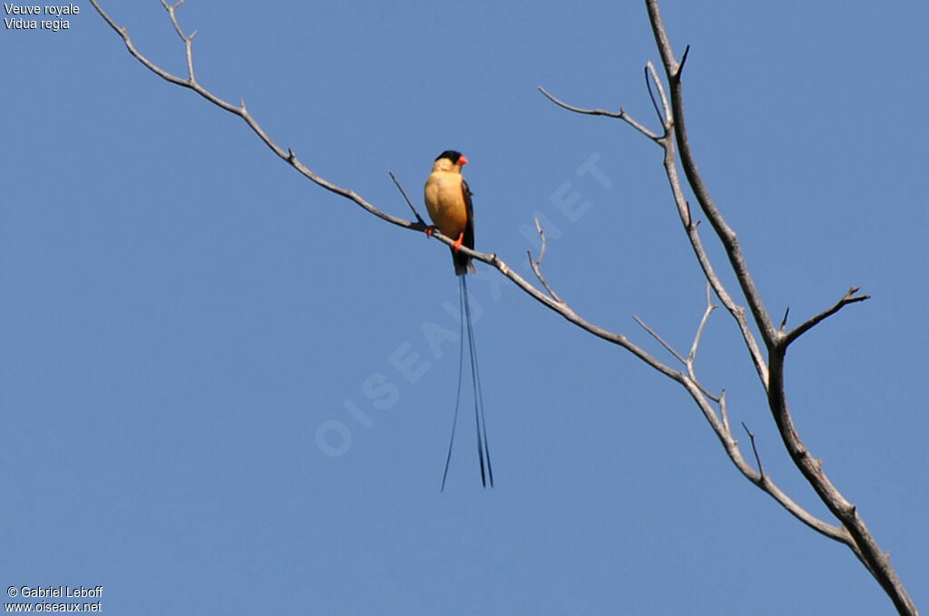 Shaft-tailed Whydah