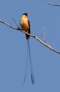 Shaft-tailed Whydah