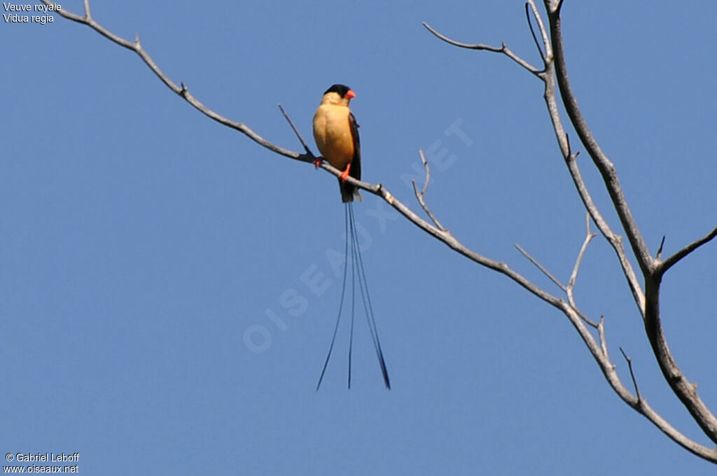 Shaft-tailed Whydah