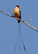 Shaft-tailed Whydah