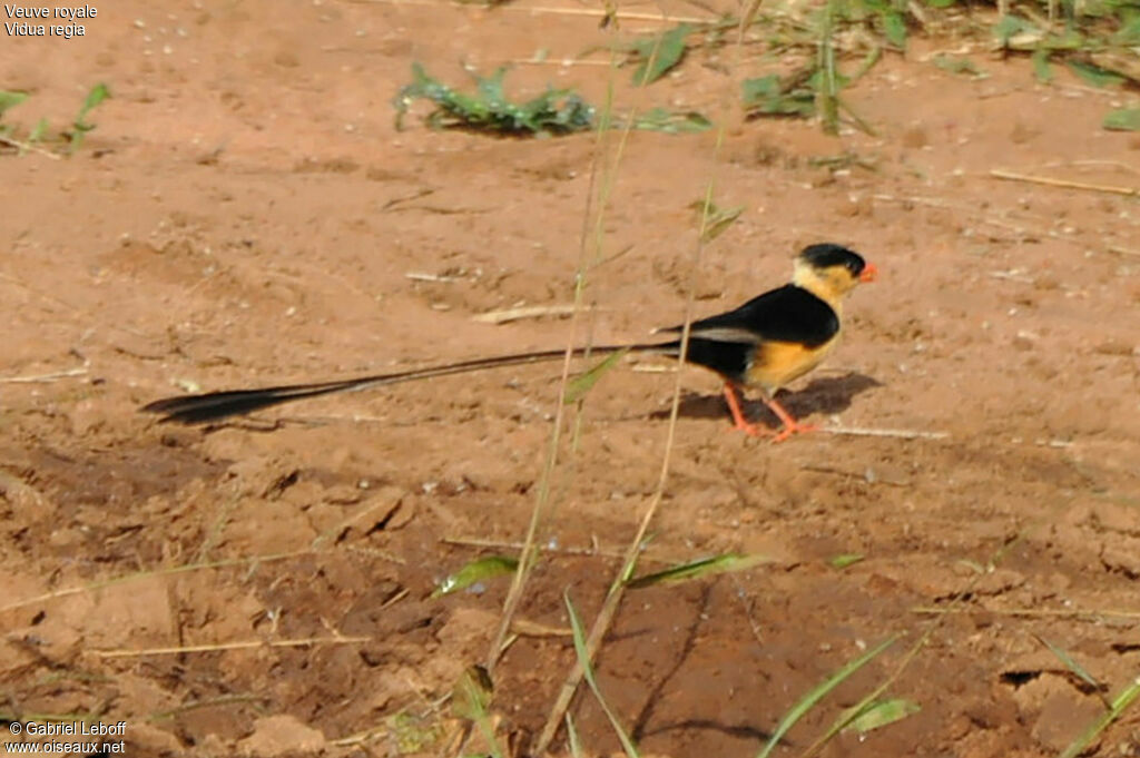 Shaft-tailed Whydah