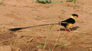 Shaft-tailed Whydah