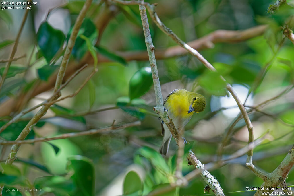 Yellow-throated Vireo