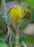 Yellow-throated Vireo