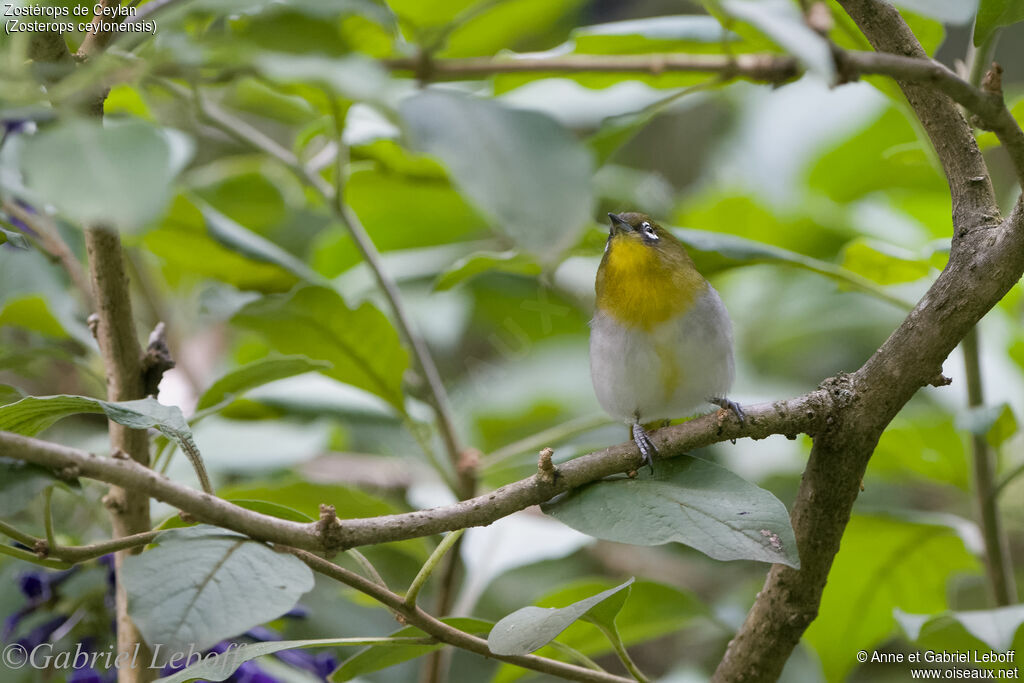 Sri Lanka White-eye