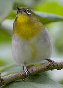 Sri Lanka White-eye