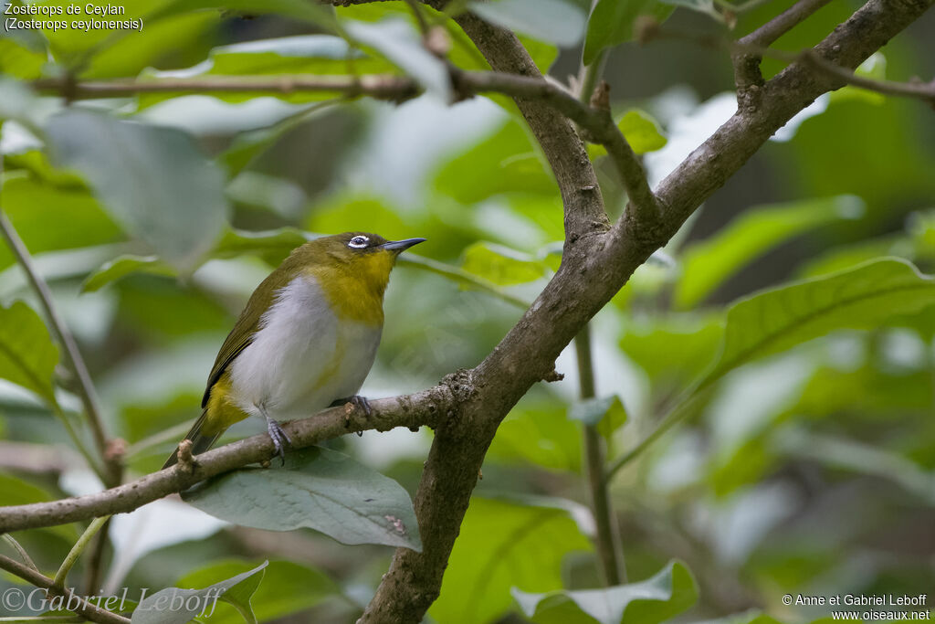 Sri Lanka White-eye