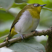 Sri Lanka White-eye