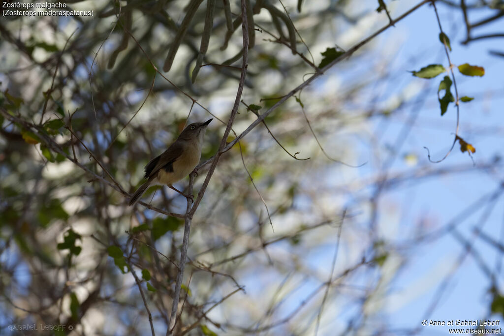 Malagasy White-eye