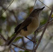 Malagasy White-eye