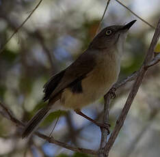 Zostérops malgache