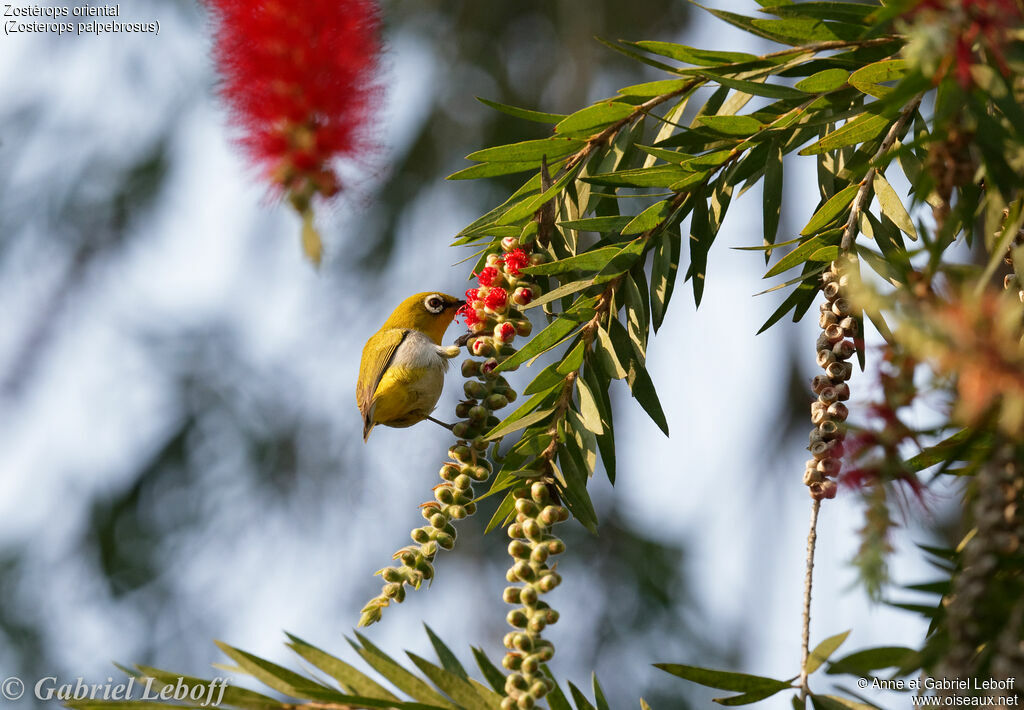 Indian White-eye