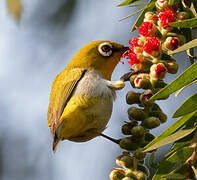 Indian White-eye