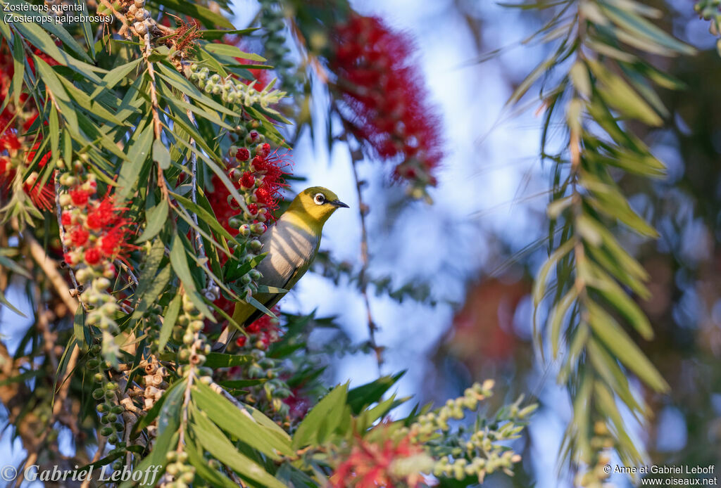 Indian White-eye