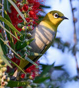 Indian White-eye