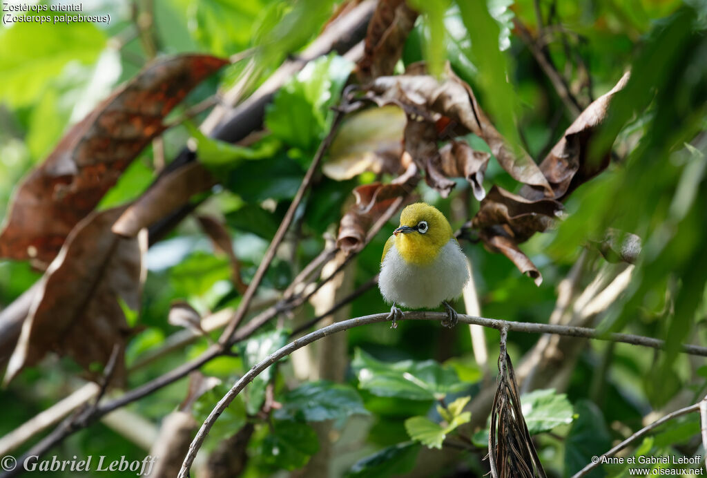 Indian White-eye