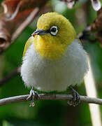 Indian White-eye