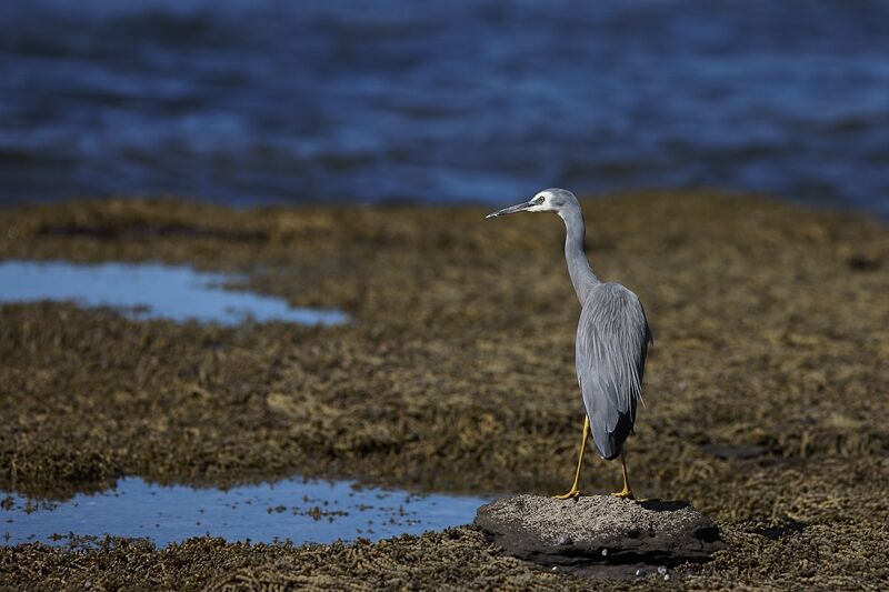 White-faced Heron