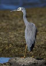 Aigrette à face blanche