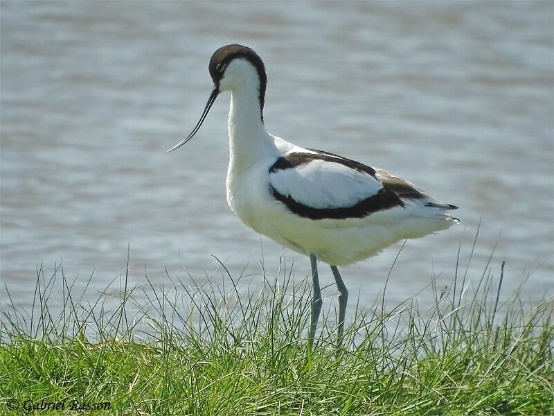 Avocette élégante