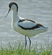 Pied Avocet