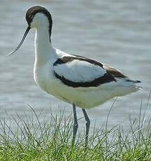 Avocette élégante