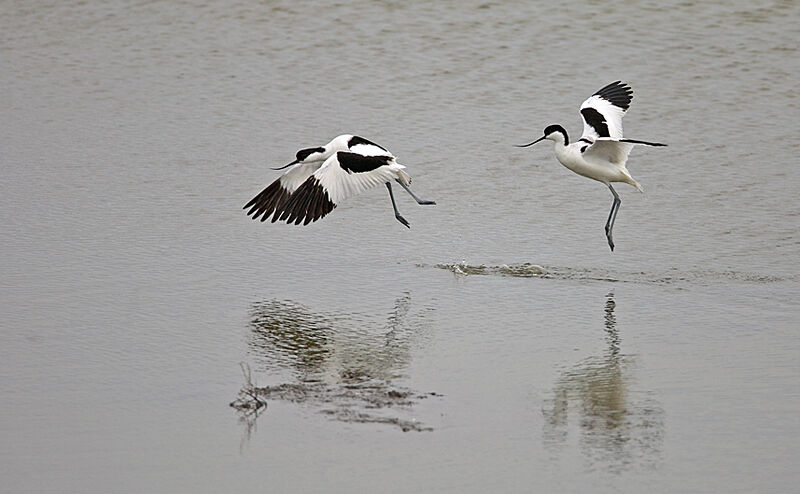 Pied Avocet