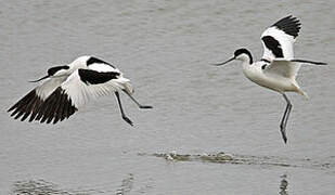 Avocette élégante