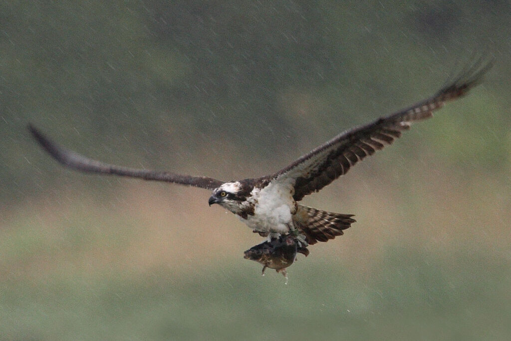 Balbuzard pêcheur